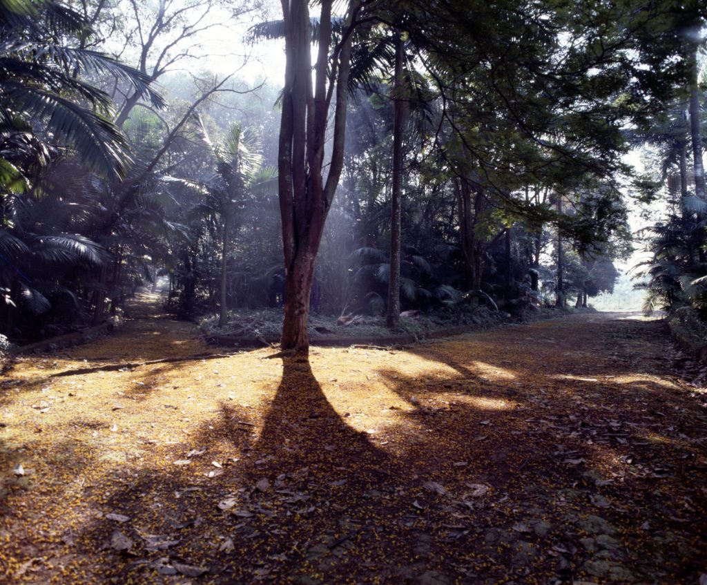 Bosque